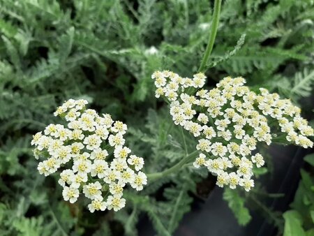 Achillea 'Alabaster' geen maat specificatie 0,55L/P9cm