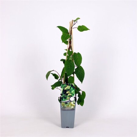 Actinidia a. 'Weiki' ♂ 70 cm vierkant 2L - afbeelding 2