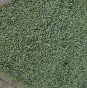 Acaena buchananii geen maat specificatie 0,55L/P9cm - afbeelding 5