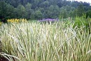 Acorus calamus geen maat specificatie 0,55L/P9cm - afbeelding 3