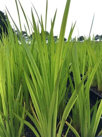 Acorus calamus geen maat specificatie 0,55L/P9cm - afbeelding 4