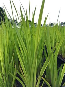 Acorus calamus geen maat specificatie 0,55L/P9cm - afbeelding 4