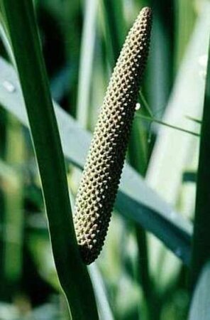 Acorus calamus geen maat specificatie 0,55L/P9cm - afbeelding 2