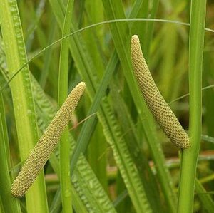 Acorus calamus geen maat specificatie 0,55L/P9cm - afbeelding 4