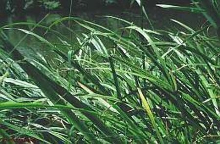 Acorus calamus geen maat specificatie 0,55L/P9cm - afbeelding 1