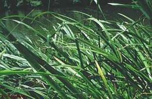 Acorus calamus geen maat specificatie 0,55L/P9cm