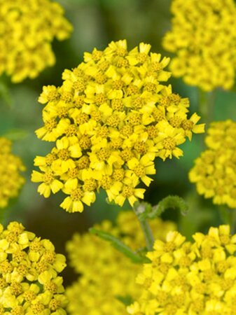 Achillea 'Coronation Gold' geen maat specificatie 0,55L/P9cm - image 7