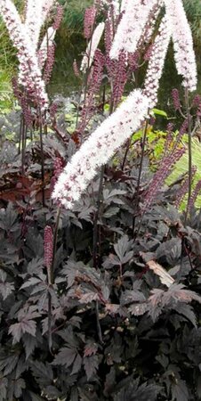 Actaea 'Chocoholic' geen maat specificatie 0,55L/P9cm - image 1