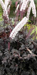 Actaea 'Chocoholic' geen maat specificatie 0,55L/P9cm
