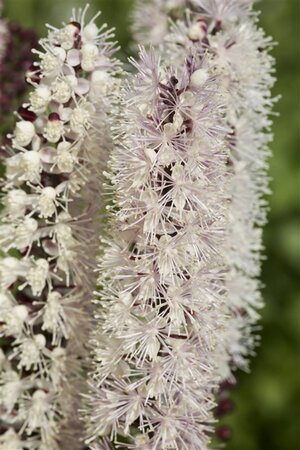 Actaea 'Chocoholic' geen maat specificatie 0,55L/P9cm - image 3