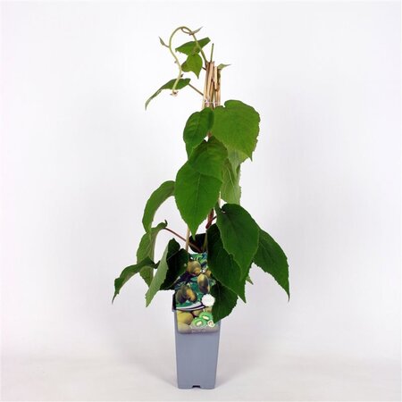 Actinidia deliciosa 'Jenny' ♀♂ 70 cm vierkant 2L - afbeelding 2