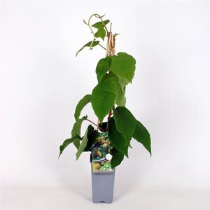 Actinidia deliciosa 'Jenny' ♀♂ 70 cm vierkant 2L - afbeelding 2