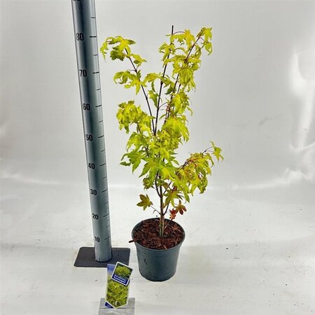 Acer pal. 'Summer Gold' 40-50 cm cont. 3,0L - afbeelding 4