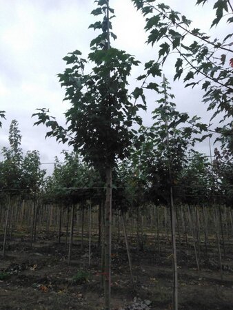 Acer rubrum 'Red Sunset' 10-12 Hoogstam wortelgoed - afbeelding 6