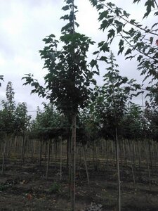 Acer rubrum 'Red Sunset' 10-12 Hoogstam wortelgoed - afbeelding 6