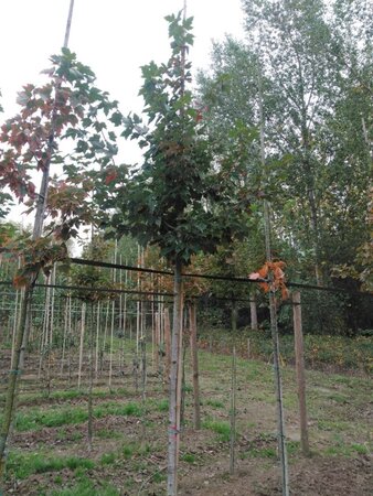 Acer rubrum 'Red Sunset' 10-12 STA BR - image 5