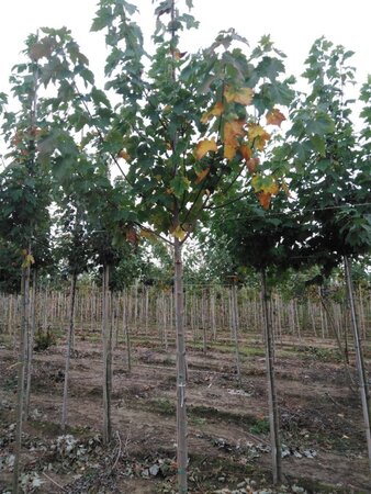 Acer rubrum 'Red Sunset' 12-14 Hoogstam wortelgoed 2 X verplant - afbeelding 6
