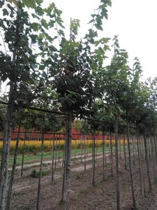 Acer rubrum 'Red Sunset' 12-14 STA BR 2 X V - image 5