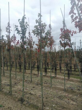 Acer rubrum 'Red Sunset' 6-8 Hoogstam wortelgoed - afbeelding 8