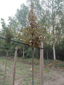 Acer rubrum 'Red Sunset' 6-8 Hoogstam wortelgoed - afbeelding 5