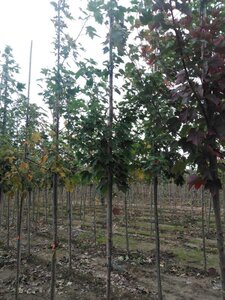 Acer rubrum 'Red Sunset' 6-8 STA BR - image 6