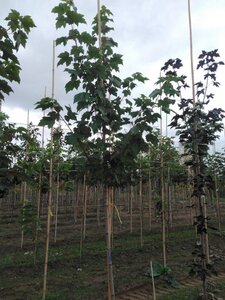 Acer rubrum 'Red Sunset' 6-8 STA BR - image 7