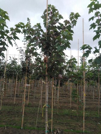 Acer rubrum 'Red Sunset' 8-10 Hoogstam wortelgoed - afbeelding 5