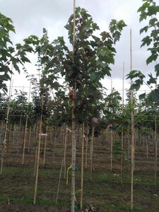 Acer rubrum 'Red Sunset' 8-10 Hoogstam wortelgoed - afbeelding 5