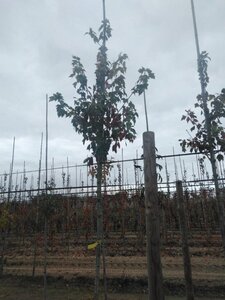 Acer rubrum 'Red Sunset' 8-10 STA4 BR - image 6