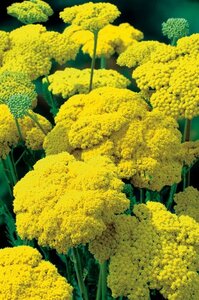 Achillea fil. 'Cloth of Gold' geen maat specificatie 0,55L/P9cm - afbeelding 6