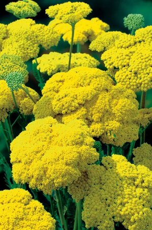 Achillea fil. 'Cloth of Gold' geen maat specificatie 0,55L/P9cm - image 6