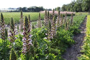 Acanthus hungaricus 'White Lips' geen maat specificatie 0,55L/P9cm - afbeelding 6