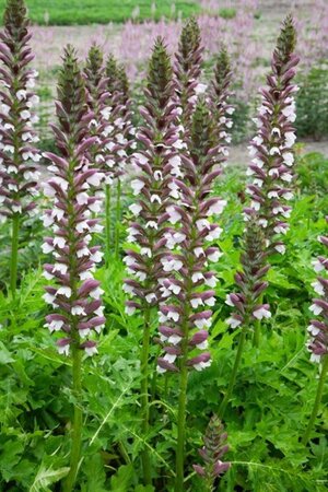 Acanthus hungaricus 'White Lips' geen maat specificatie 0,55L/P9cm - image 6