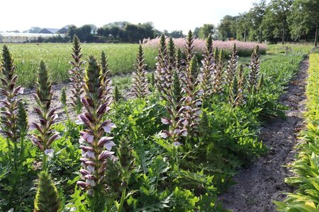 Acanthus hungaricus 'White Lips' geen maat specificatie 0,55L/P9cm - image 6