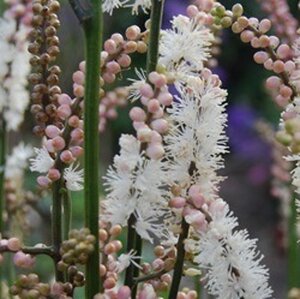Actaea japonica 'Cheju-do'= 'Silver Dance' (verouderd) geen maat specificatie 0,55L/P9cm - afbeelding 3