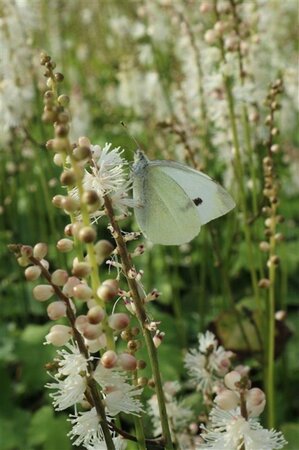Actaea japonica 'Cheju-do'= 'Silver Dance' (verouderd) geen maat specificatie 0,55L/P9cm - afbeelding 2