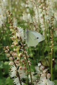 Actaea japonica 'Cheju-do'= 'Silver Dance' (verouderd) geen maat specificatie 0,55L/P9cm - afbeelding 2