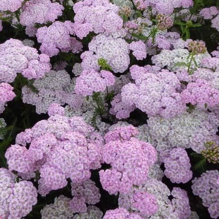 Achillea m. 'Apfelblüte' geen maat specificatie 0,55L/P9cm - afbeelding 4