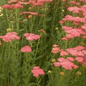 Achillea m. 'Cerise Queen' geen maat specificatie 0,55L/P9cm - afbeelding 3