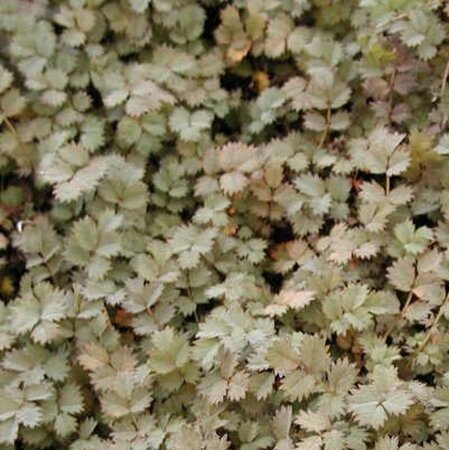 Acaena microphylla geen maat specificatie 0,55L/P9cm - afbeelding 4