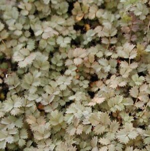 Acaena microphylla geen maat specificatie 0,55L/P9cm - afbeelding 4