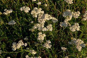 Achillea millefolium geen maat specificatie 0,55L/P9cm - afbeelding 3