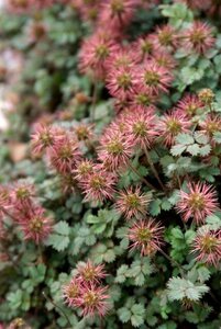 Acaena microphylla 'Kupferteppich' geen maat specificatie 0,55L/P9cm - afbeelding 3