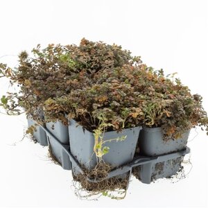 Acaena microphylla 'Kupferteppich' geen maat specificatie 0,55L/P9cm - afbeelding 6