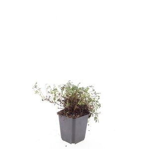 Acaena microphylla 'Kupferteppich' geen maat specificatie 0,55L/P9cm - image 4