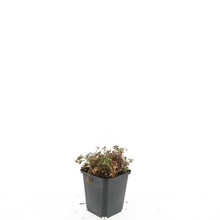 Acaena microphylla 'Kupferteppich' geen maat specificatie 0,55L/P9cm - image 5