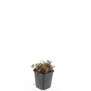 Acaena microphylla 'Kupferteppich' geen maat specificatie 0,55L/P9cm - image 5