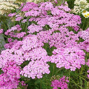 Achillea m. 'Lilac Beauty' geen maat specificatie 0,55L/P9cm - afbeelding 2