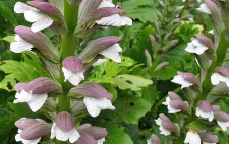 Acanthus mollis geen maat specificatie 0,55L/P9cm - afbeelding 5
