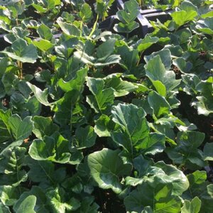 Acanthus mollis geen maat specificatie 0,55L/P9cm - afbeelding 6